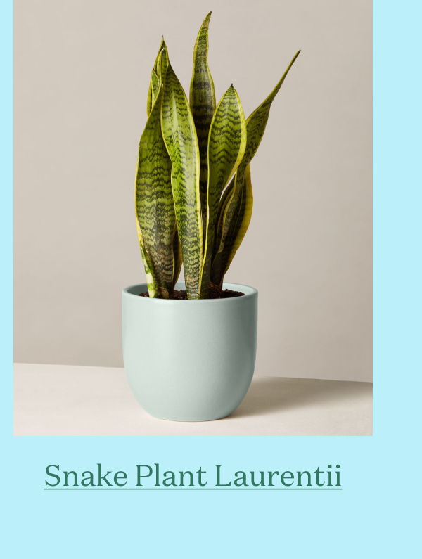 Snake Plant
