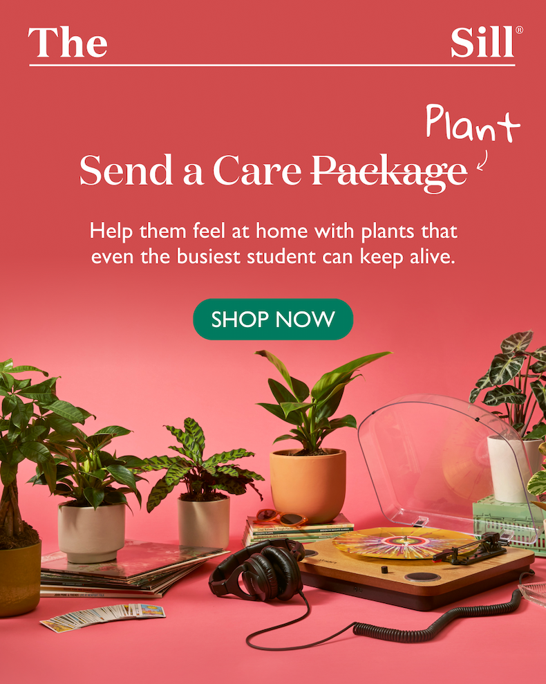 Help them feel at home with plants that even the busiest student can keep alive.
