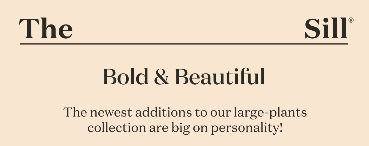 Bold & Beautiful. The newest additions to our large-plants collection are big on personality.
