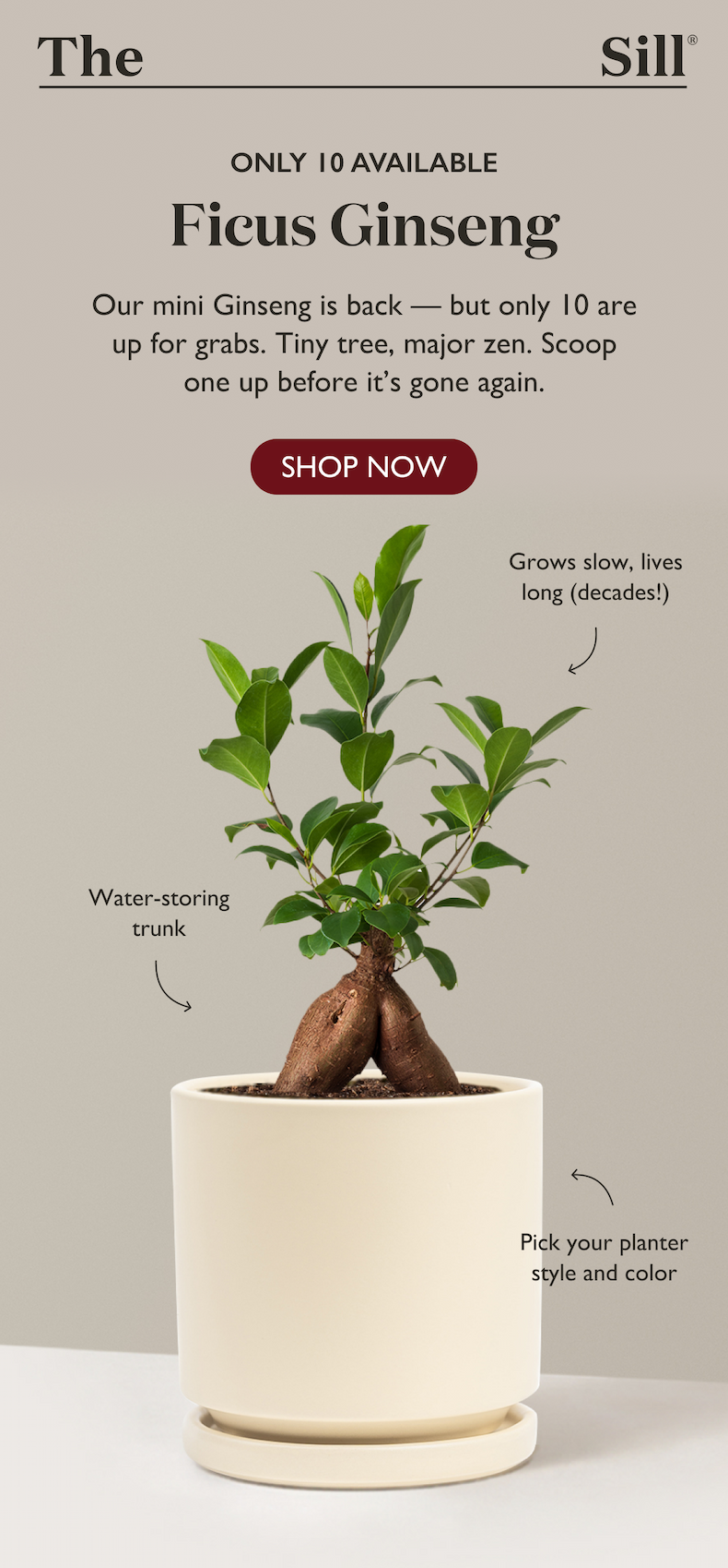 Only 10 Available! Shop the Ficus Ginseng Now