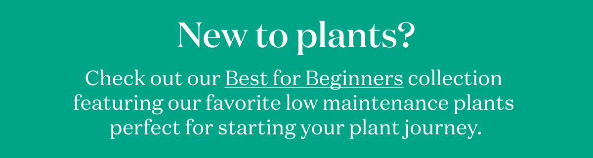 New to plants? Shop Best for Beginners.