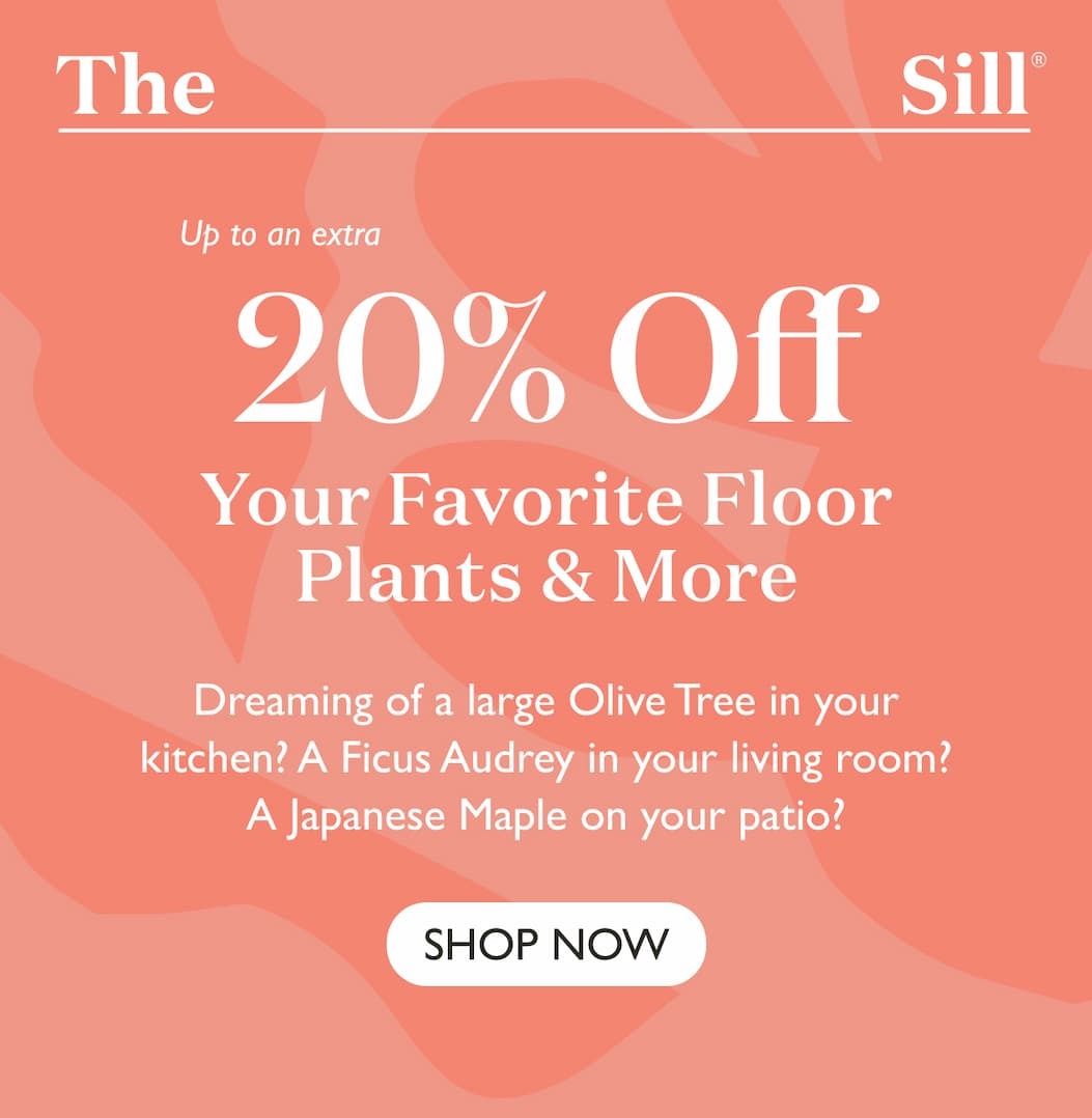 Save on Favorite Floor Plants and Patio Trees