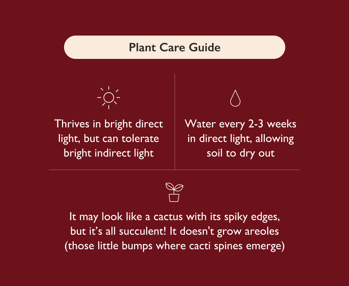 Milk Tree Care: Bright direct light, occasional watering. 