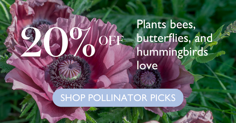 Plants bees, butterflies, and hummingbirds love. 