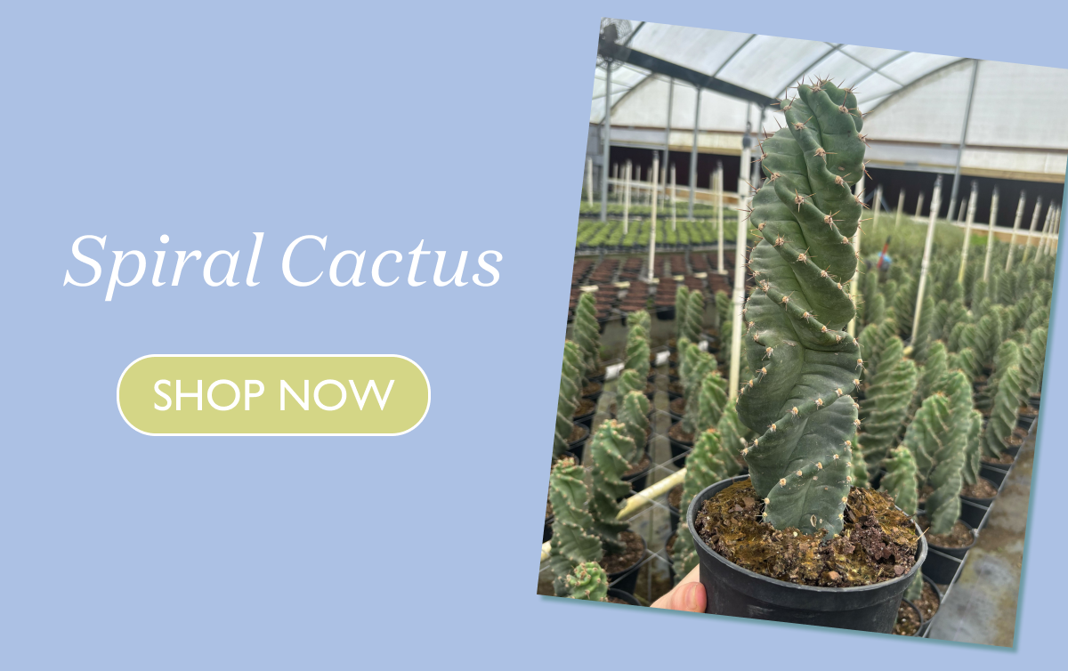 Spiral Cactus