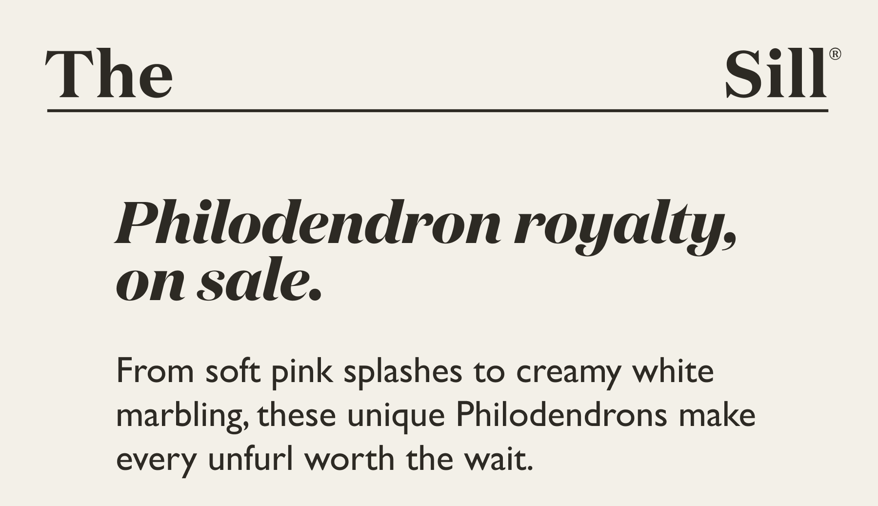 Philodendron royalty, on sale. From soft pink splashes to creamy white marbling, these unique plants make every unfurl worth the wait.