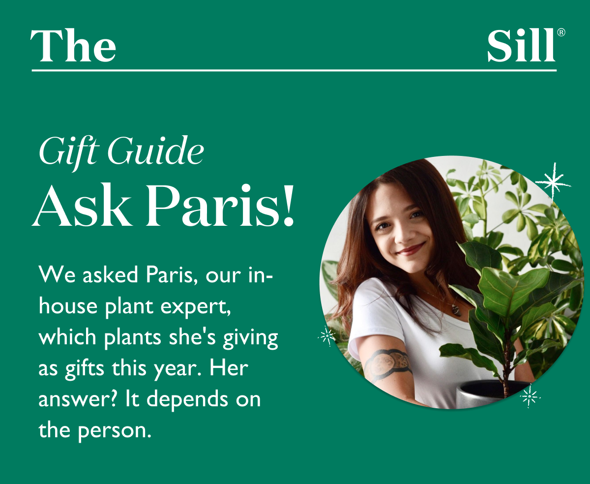We asked Paris, our in-house plant expert, which plants she's giving as gifts this year. Get her picks and more in the gift guide. 