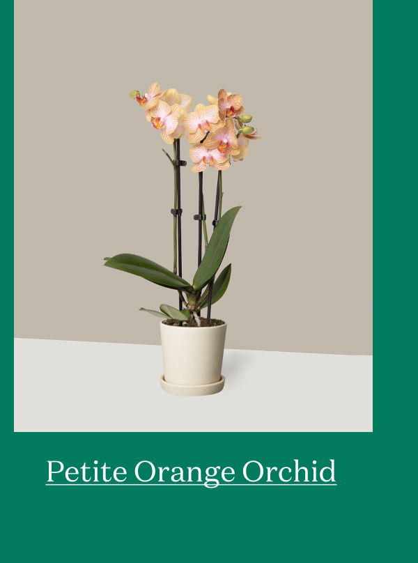 Petite Orange Orchid