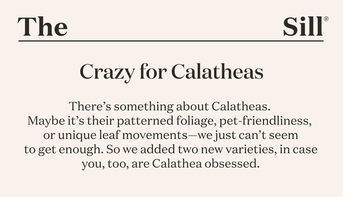 There’s something about Calatheas. It’s their patterned foliage, pet-friendliness, and unique leaf movements—they raise and lower their leaves from day to night, a phenomenon known as nyctinasty. We just can’t seem to get enough of them. We’ve added two new varieties in case you, too, are Calathea obsessed. 