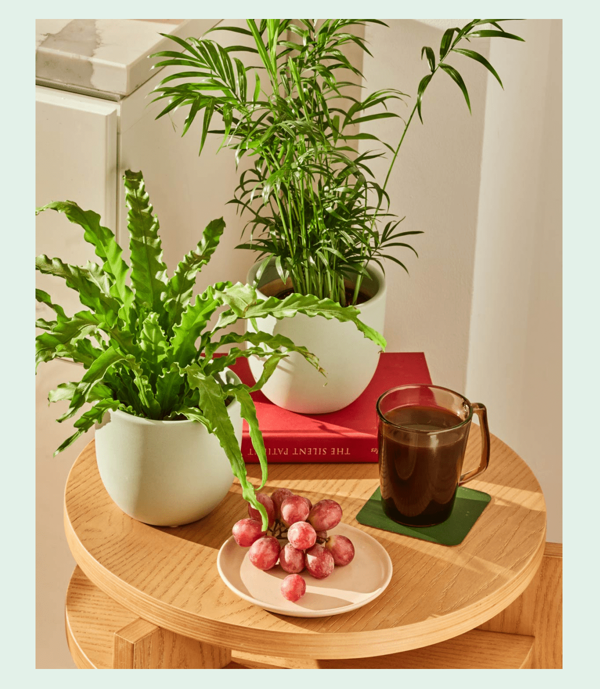 Bird's Nest Fern and Parlor Palm.