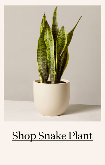 Shop Snake Plant