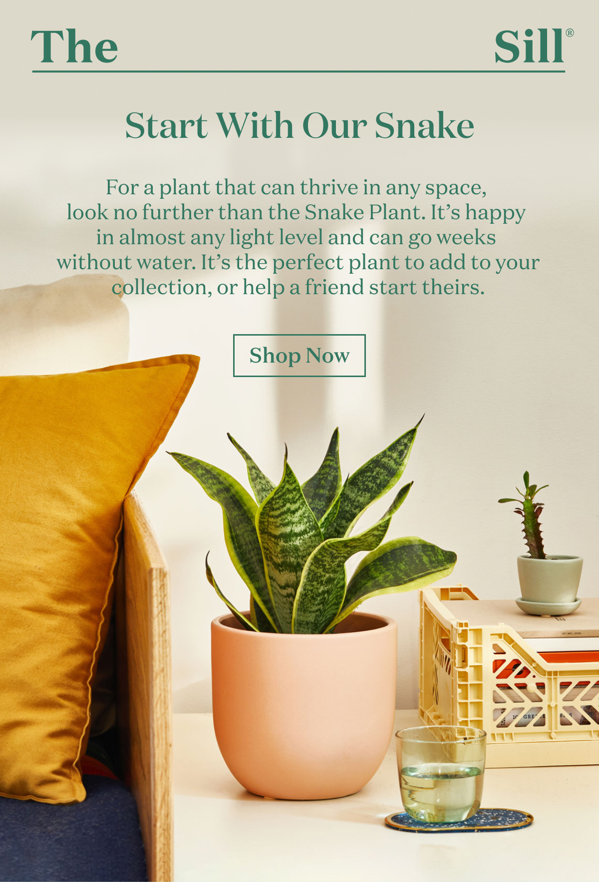 Start With Our Snake For a plant that can thrive in any space, look no further than the Snake Plant. It’s happy in almost any light level and can go weeks without water. It’s the perfect plant to add to your collection, or help a friend start theirs.
