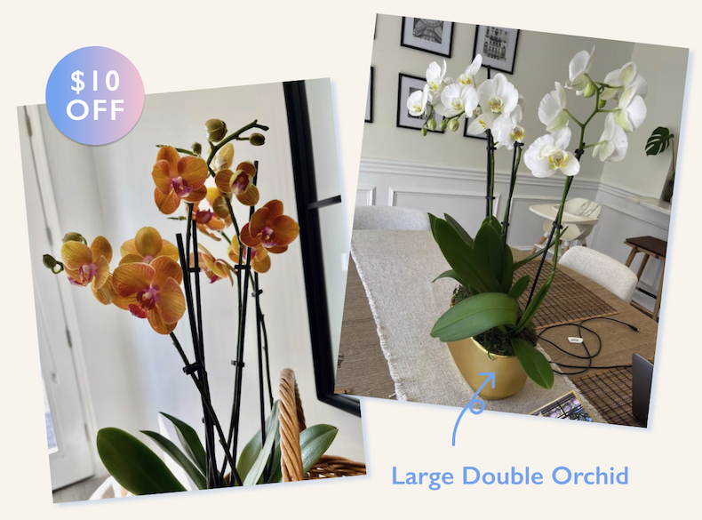 Large Double Orchid