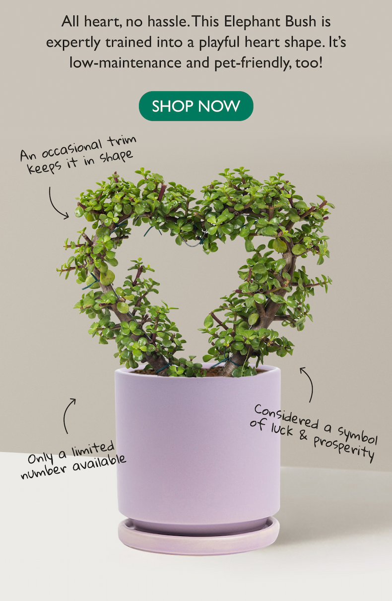 All heart, no hassle. This Elephant Bush is expertly trained into a playful heart shape.
