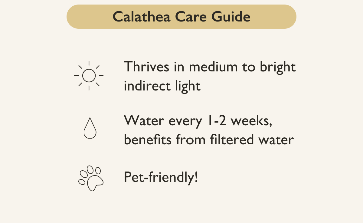 Pictured: Calathea Plant Care Guide
