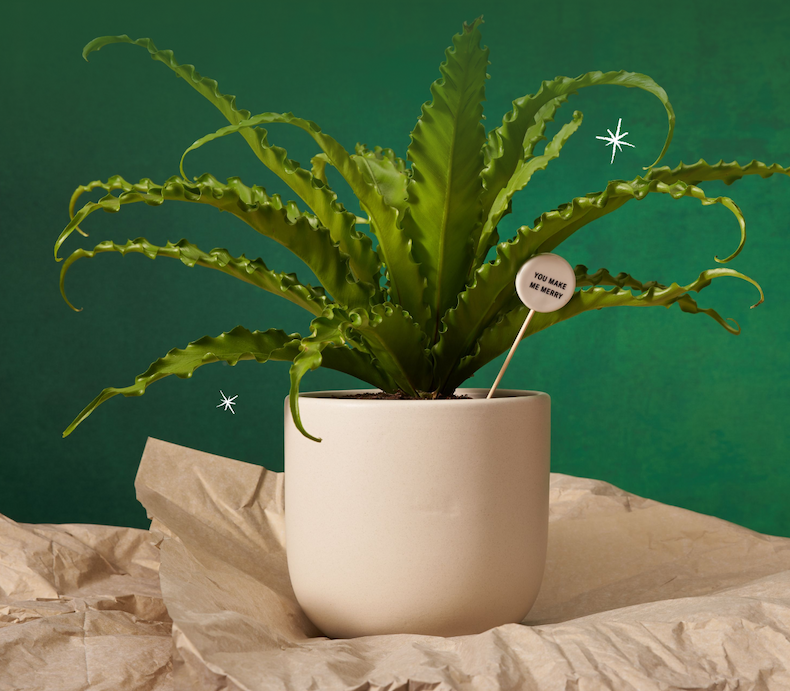 Bird's Nest Fern and Grant Planter wrapped in kraft paper to gift. 