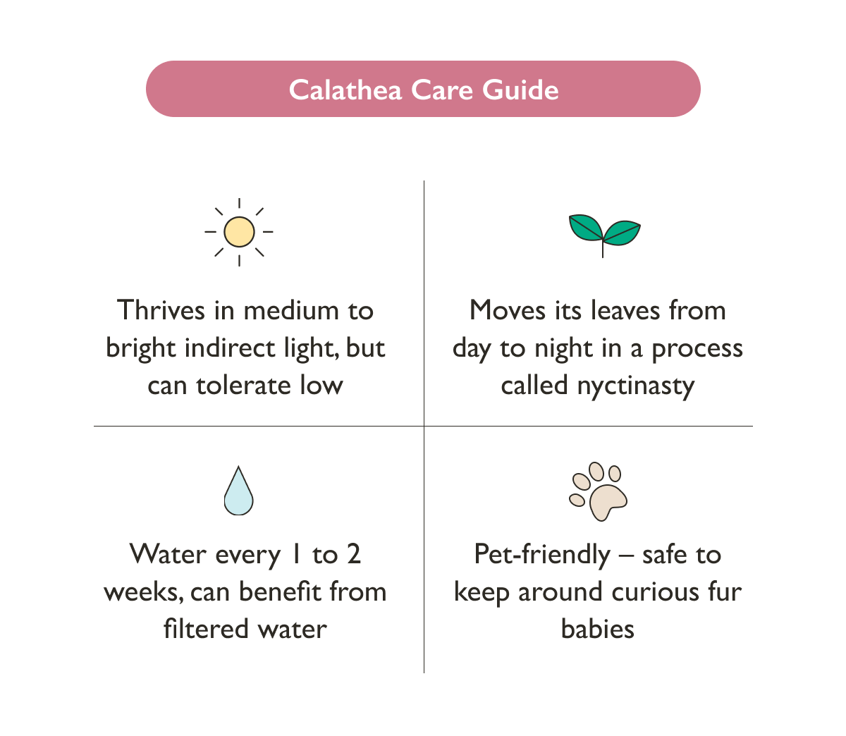Calathea Plant Care Guide