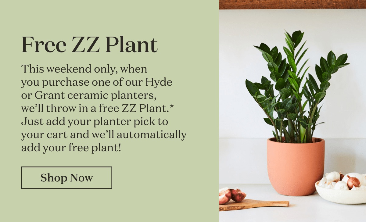 Free ZZ Plant