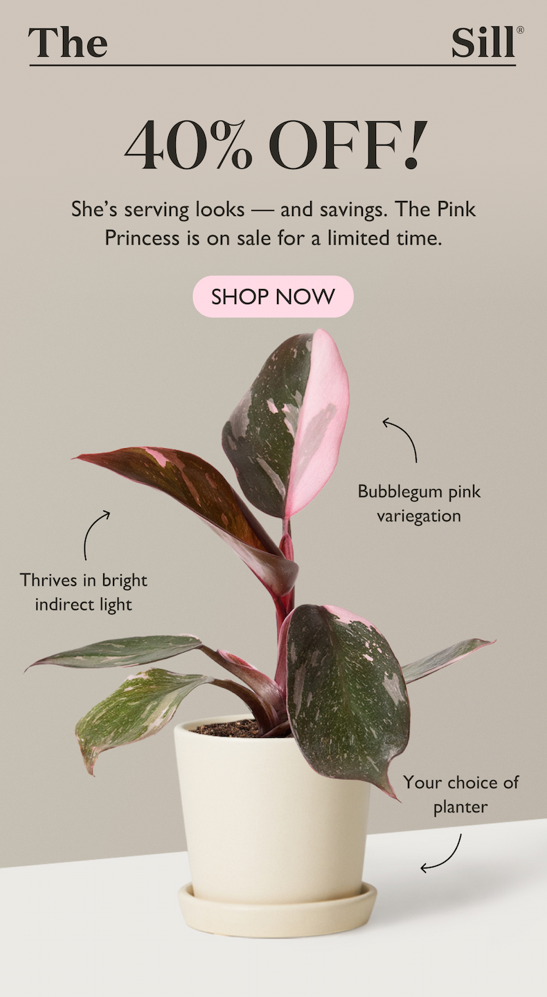 Enjoy 40% off the Philodendron Pink Princess. Shop now.
