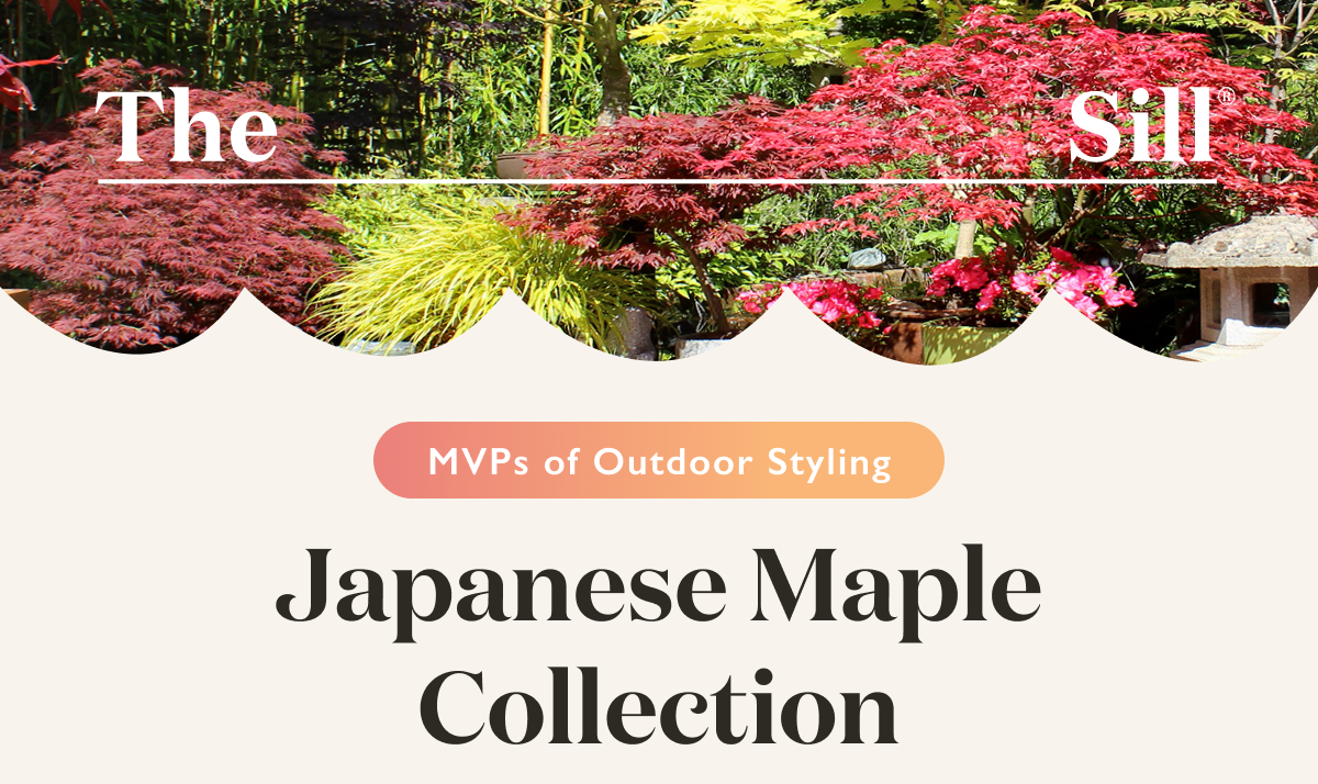 MVPs of Outdoor Styling: Japanese Maple Trees