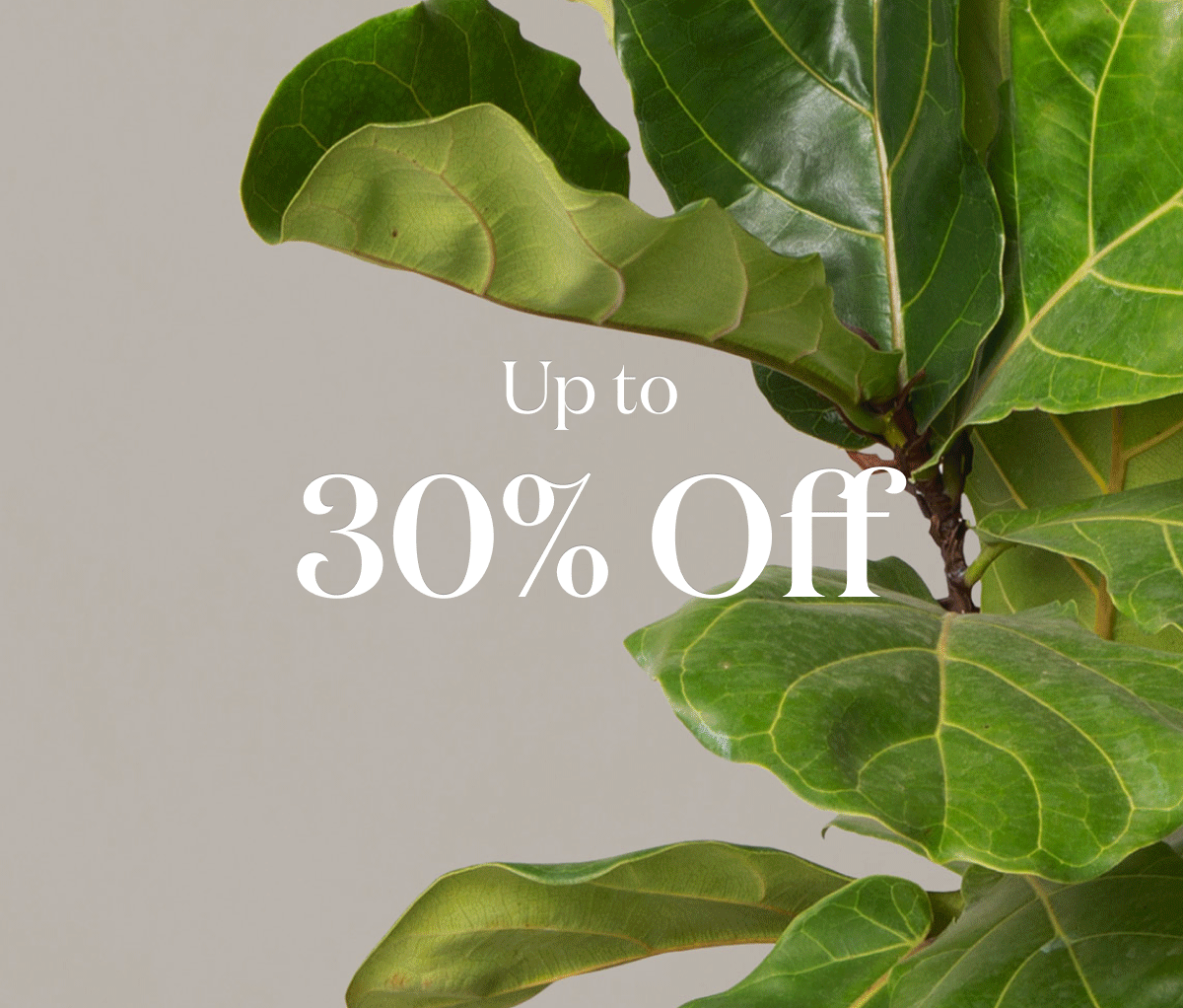 You know we’re always adding new arrivals for you to discover, but did you know we occasionally retire plants, too? To make room for new holiday exclusives, we’re giving some best-selling plants the winter off—but before we do, we’ve added them to our Sale Collection. Hurry, and enjoy up to 30% off our favorite Ficus plants and more while you still can! 