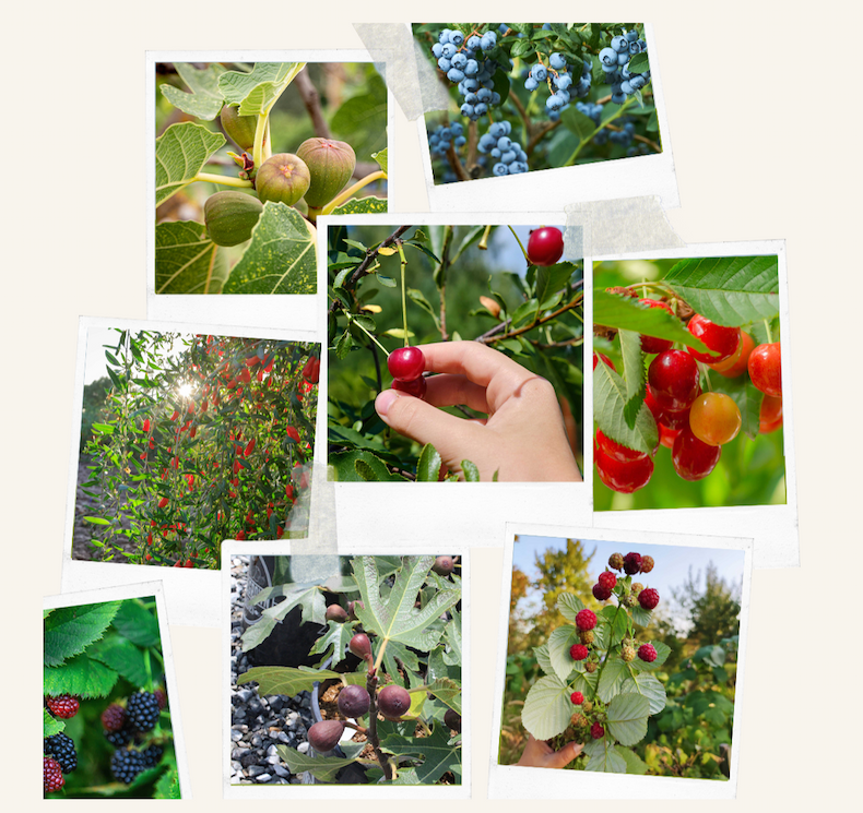 Fruiting Plants