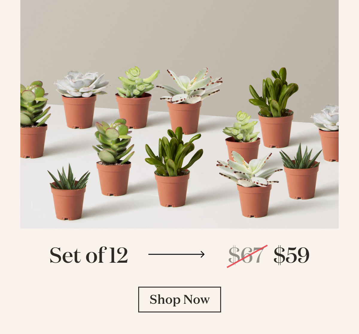 Set of 12