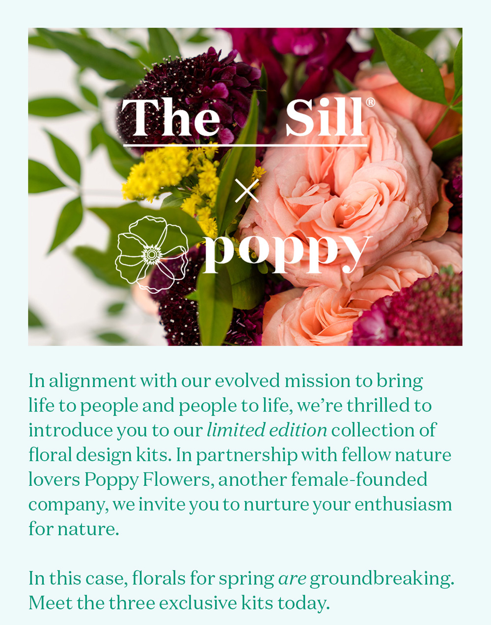 Poppy x The Sill. In alignment with our evolved mission to bring life to people and people to life, we’re thrilled to introduce you to fellow nature lovers Poppy Flowers, a female-founded floral company delivering high quality flowers at fair prices.   Nurture your enthusiasm for nature with our limited edition collection of floral design kits. We’ve never done anything like this before so, in this case, florals for spring are groundbreaking. Meet the three exclusive kits from us and Poppy Flowers today.