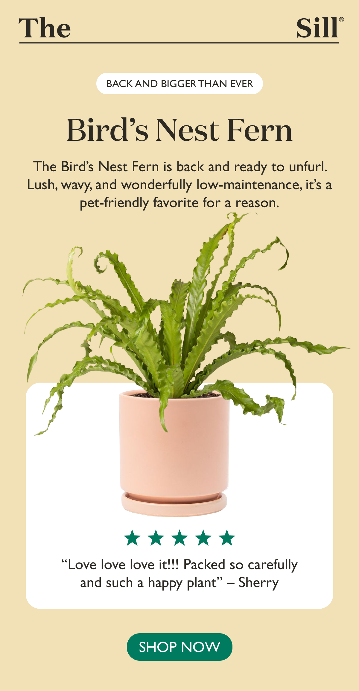 The Bird's Nest Fern is back and ready to unfurl. Lush, wavy, and wonderfully low-maintenance, it's a pet-friendly favorite for a reason.