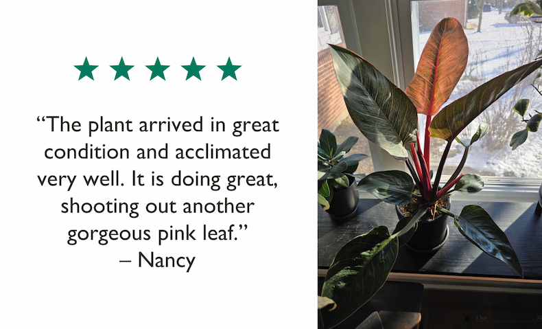"The plant arrived in great condition and acclimated very well. It is doing great, shooting out another gorgeous pink leaf." – Nancy