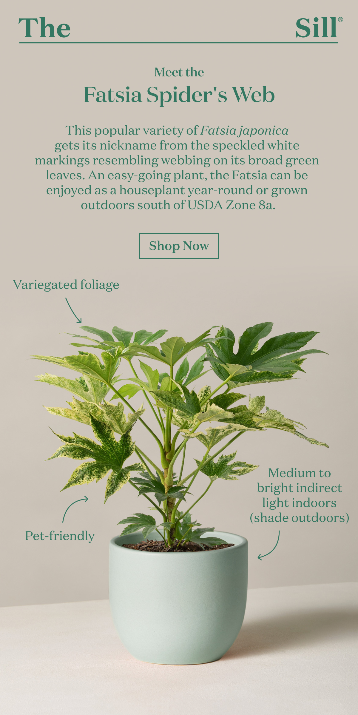 Meet the Fatsia Spider's Web. This popular variety of Fatsia Japonica gets it's nickname from the speckled white markings resembling webbing on it's broad green leaves