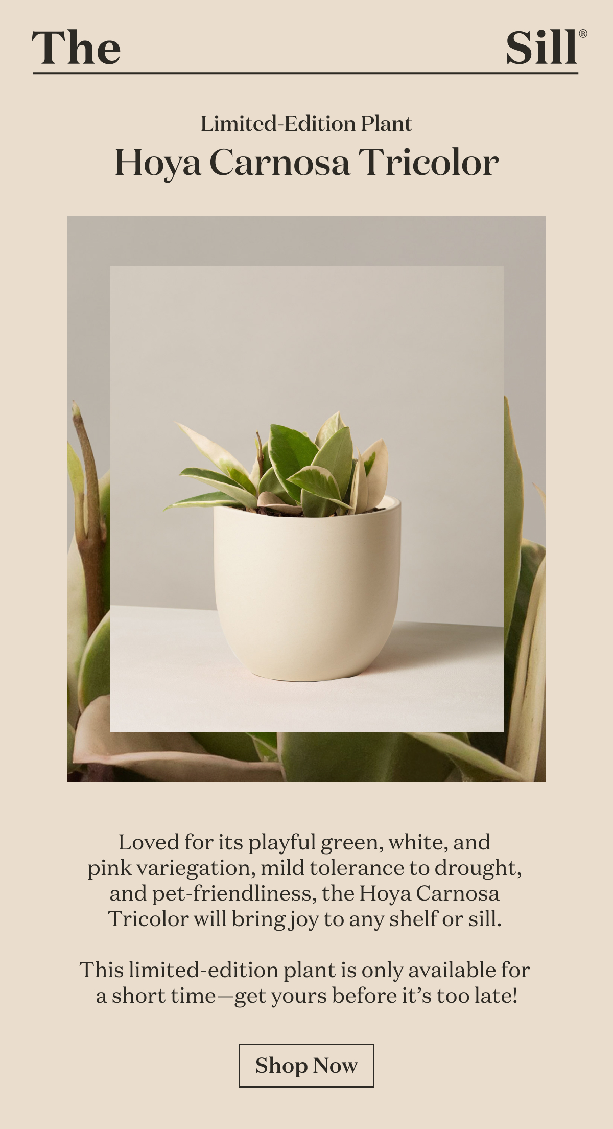 Limited-Edition Plant Hoya Carnosa Tricolor  Loved for its playful green, white, and pink variegation, mild tolerance to drought, and pet-friendliness—the Hoya Carnosa Tricolor will bring joy to any plant shelf or sill.   This limited-edition plant is only available for a short time--get yours before it's too late!