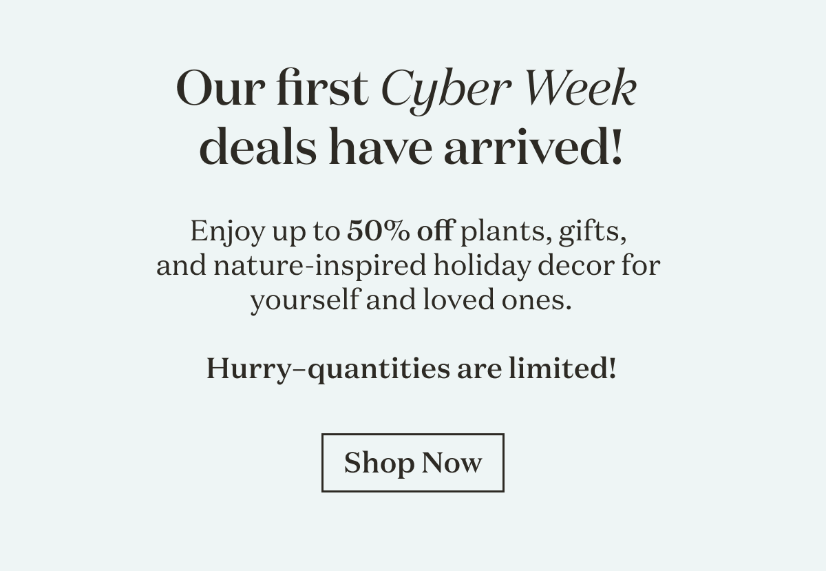 Our first Cyber Week deals have arrived! Enjoy up to 50% off plants, gifts,  and nature-inspired holiday decor for  yourself and loved ones.  Hurry–quantities are limited!