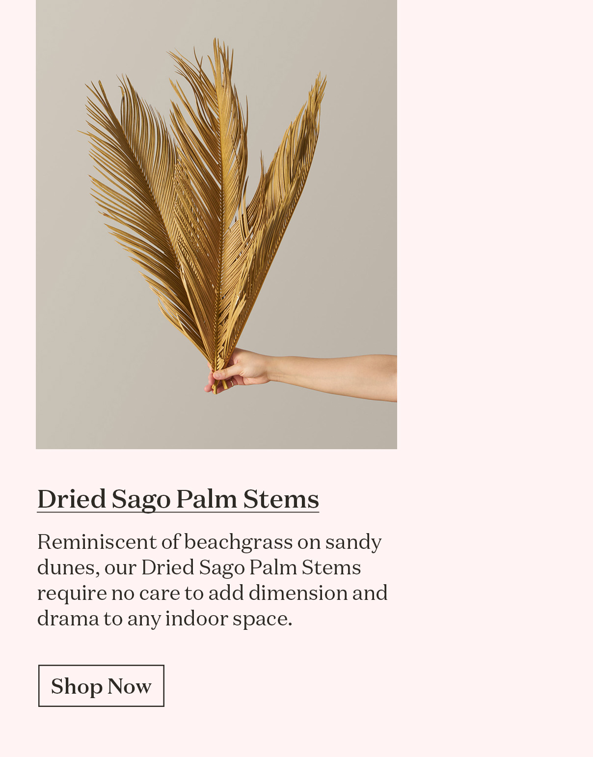 Dried Sago Palm Stems