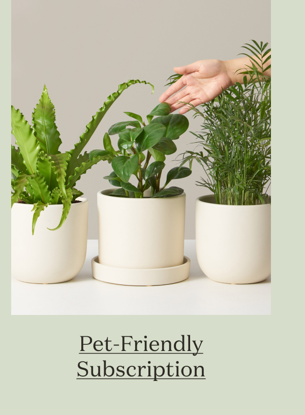 The Pet-Friendly Subscription