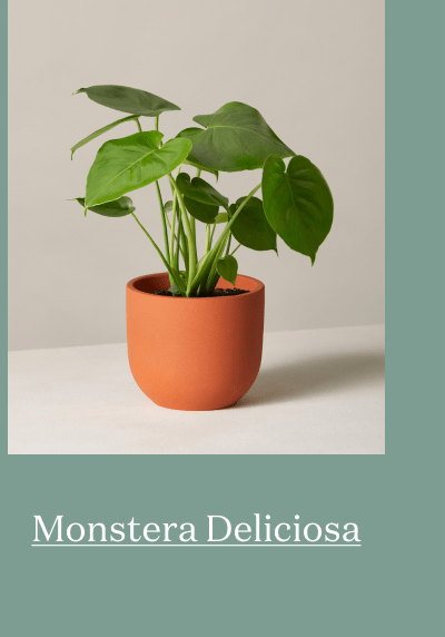 Monstera Delciosa