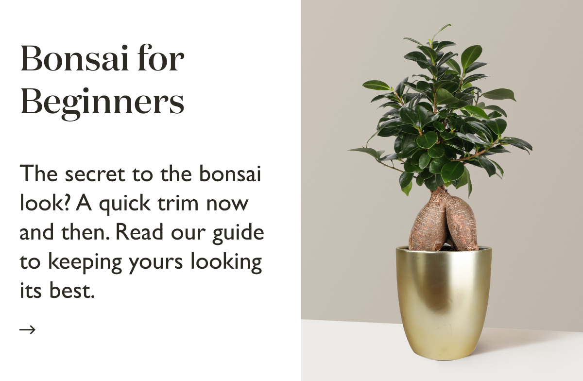 How to Maintain Your Bonsai Tree's Shape