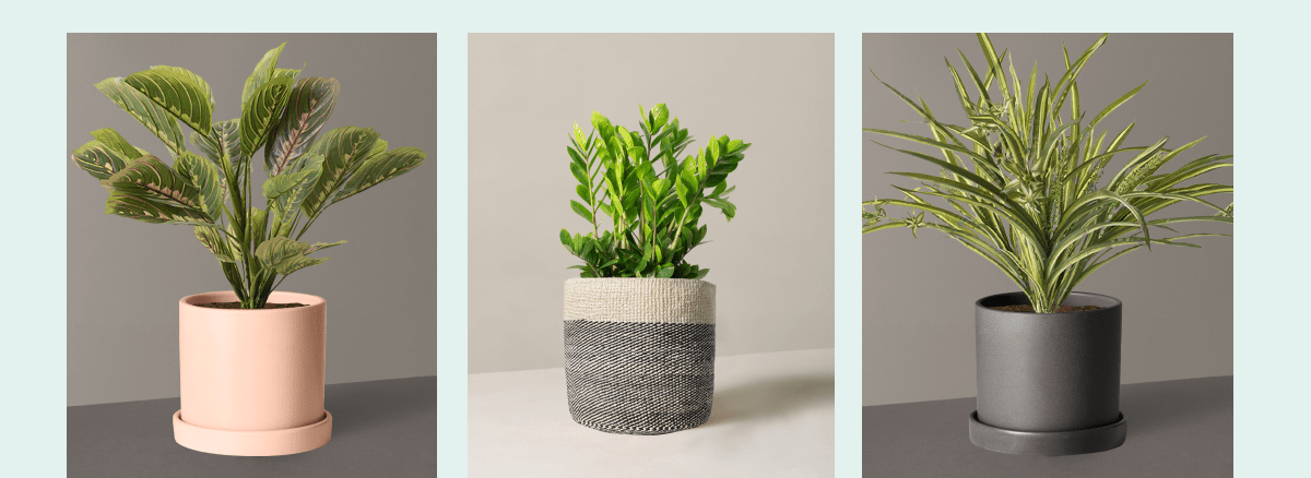 Faux Tradescantia Zebrina, Black & Cream Twill Sisal Baskets, Faux Spider Plant 
