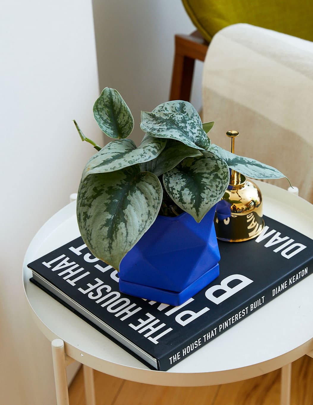 Satin Pothos on table.