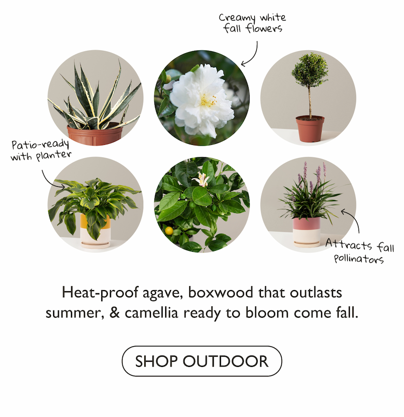 Pictured: new outdoor plants, including heat-proof agave, evergreen boxwood, and blooming camellia. 