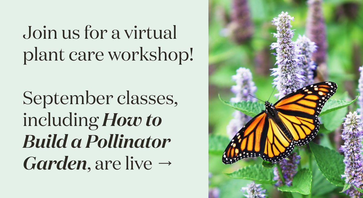 Join us for an online plant care workshop. Suited for beginners, experts, and everyone in between.