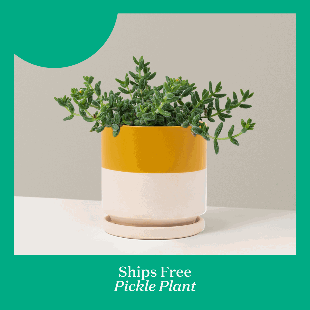 Pictured: Top Houseplants