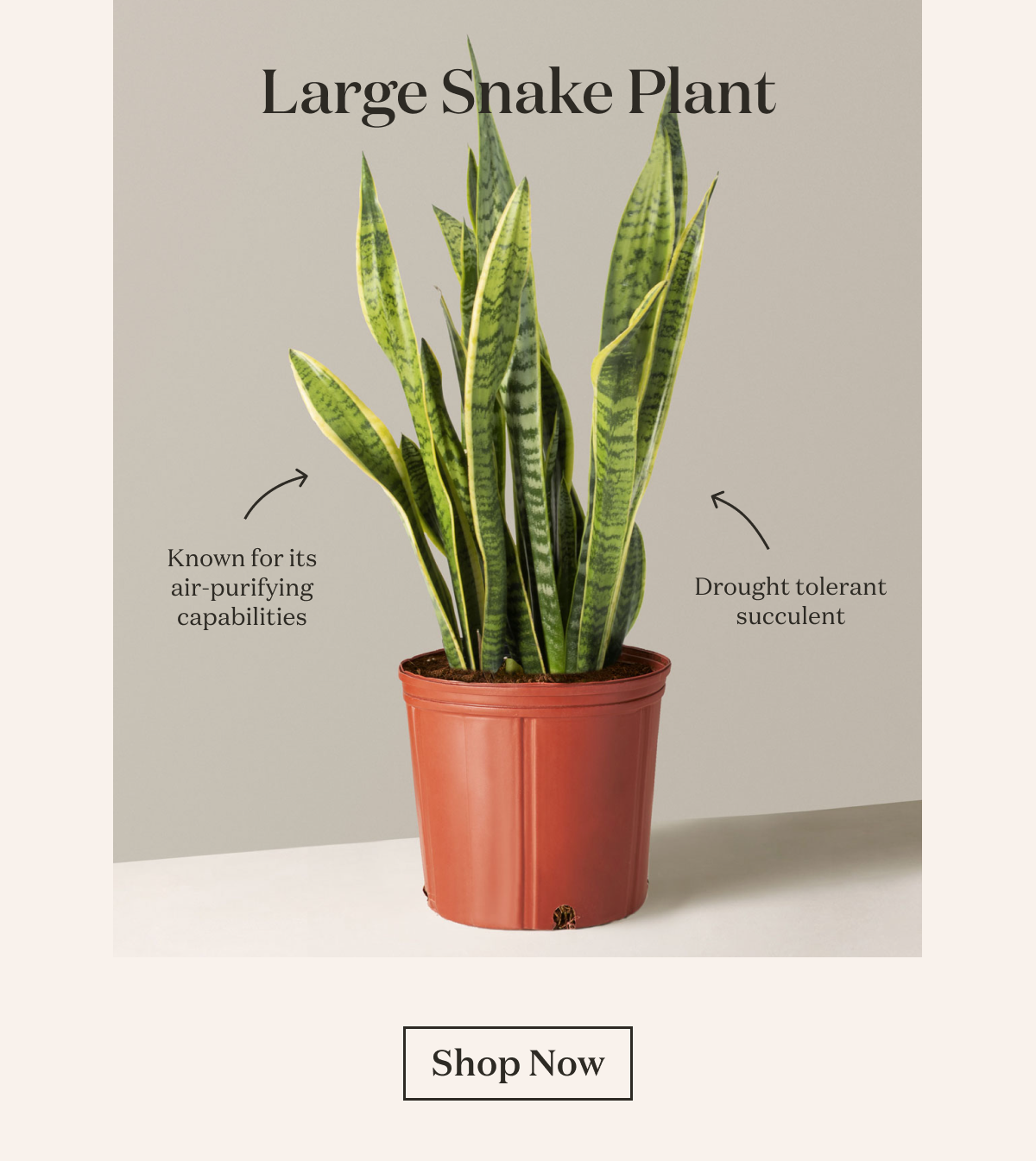 Large Snake Plant