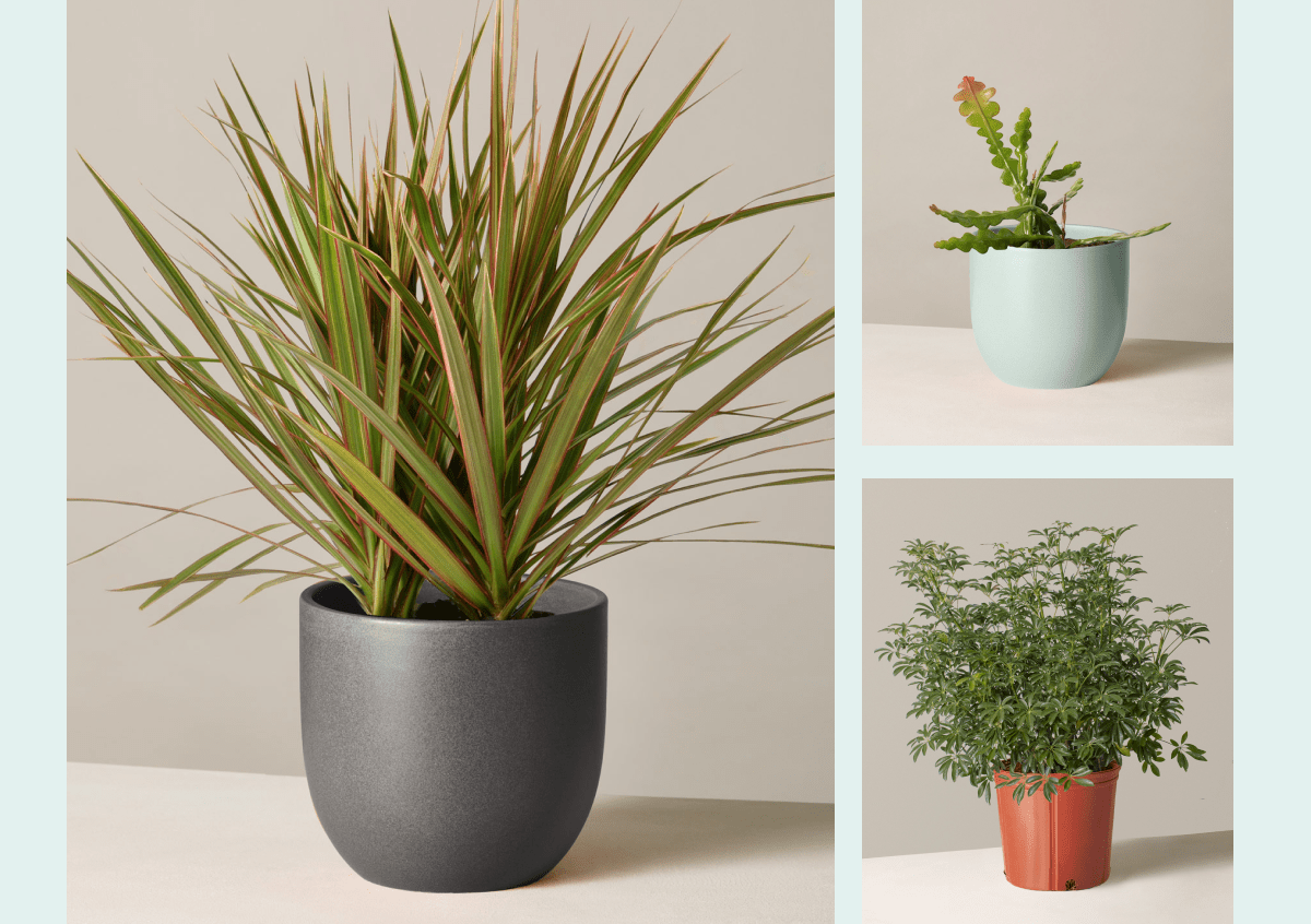 Dracaena Marginata, Ric Rac Cactus, Large Schefflera Arboricola