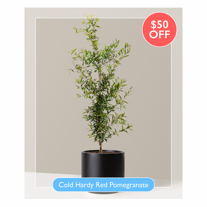 Cold Hardy Red Pomegranate