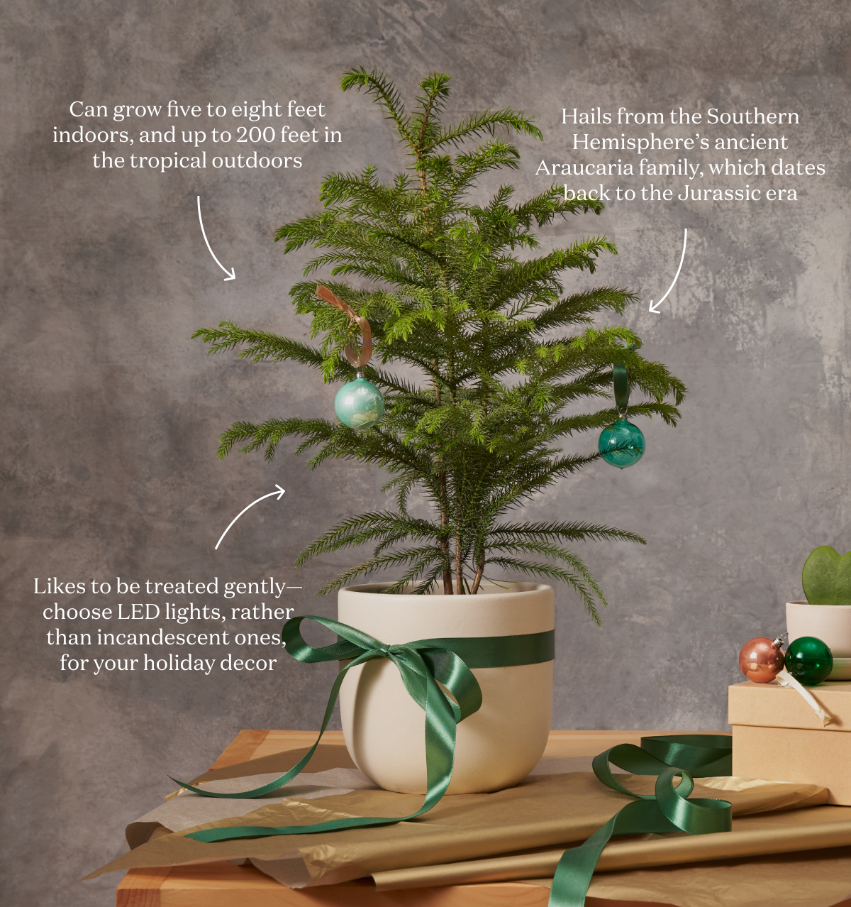Likes to be treated gently— choose LED lights, rather than incandescent ones, for your holiday décor Hails from the Southern Hemisphere’s ancient Araucaria family, which dates back to the Jurassic era Can grow five to eight feet indoors, and up to 200 feet in the tropical outdoors
