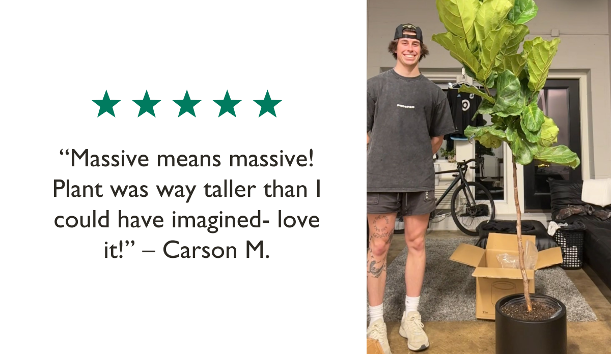 "Massive means massive! Plant was way taller than I could have imagined- love it!" - Carson M. 