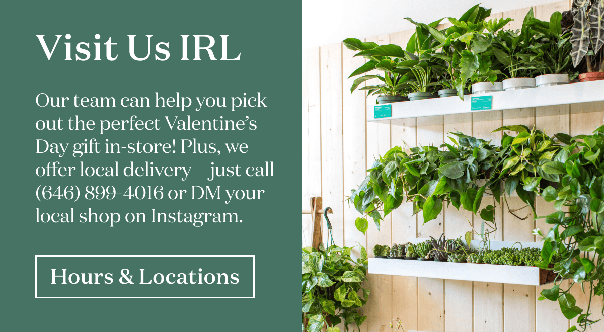 Visit Us IRL. Our team can help you pick out the perfect Valentine's Day gift in-store! Plus, we offer local delivery -- just call (646) 899-4016 or DM your local shop on Instagram. 