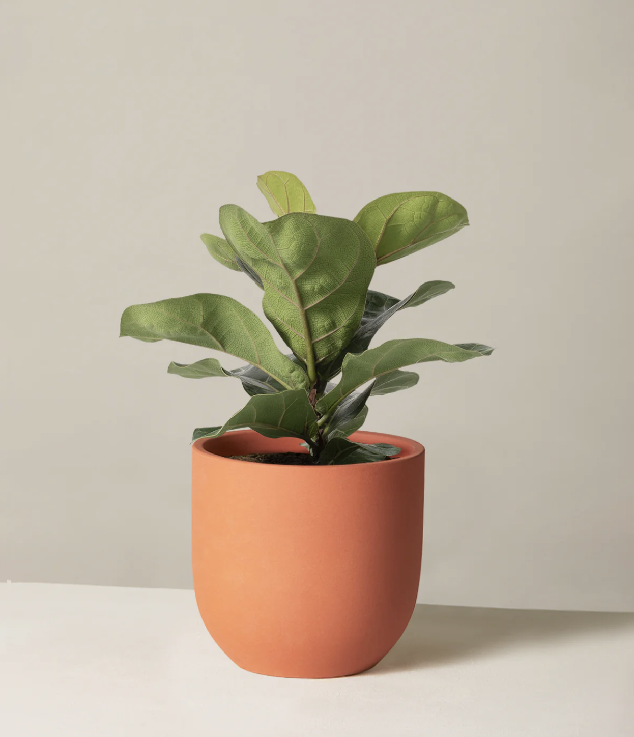 Shop Fiddle Leaf Fig