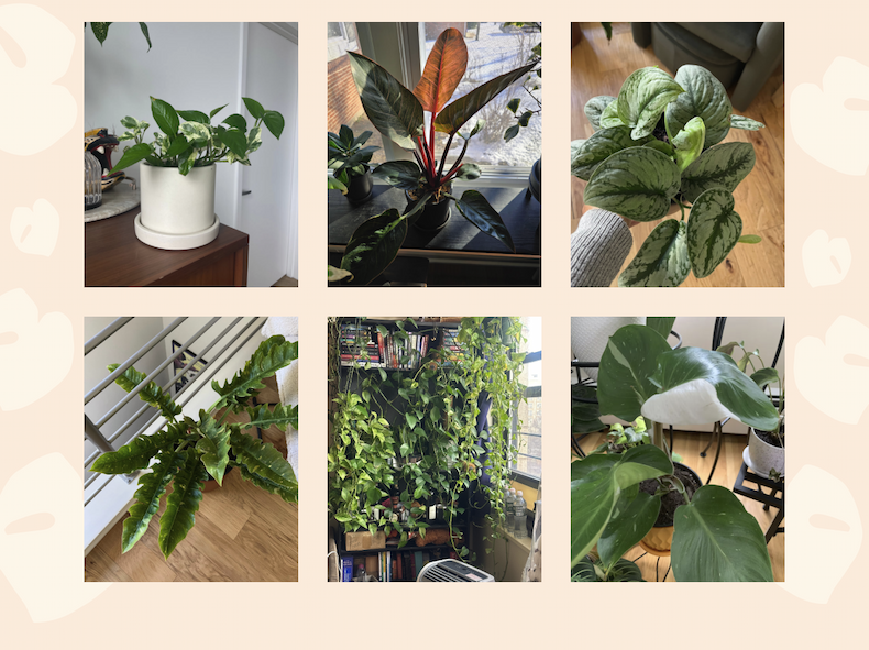 Customer photos of philodendron and pothos plants in their homes.
